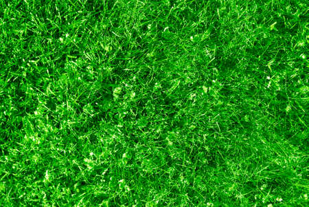 natural grass backgroundの写真素材