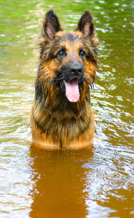 wet shepherdの写真素材