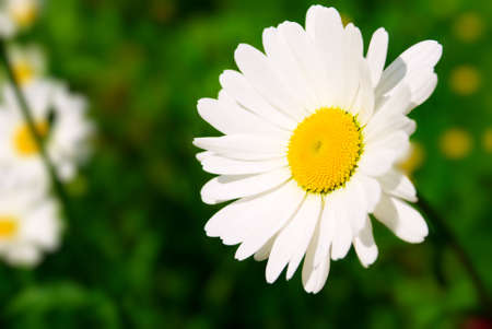 daisyの写真素材