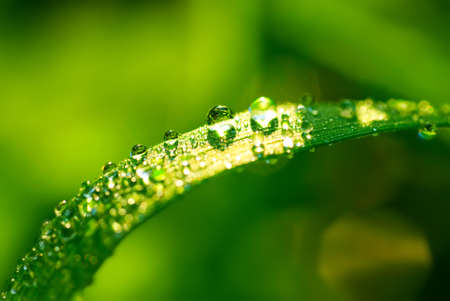 water drops on the grassの写真素材