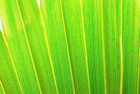 palm foliageの写真素材
