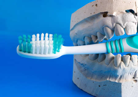 false teeth holds a tooth brushの写真素材