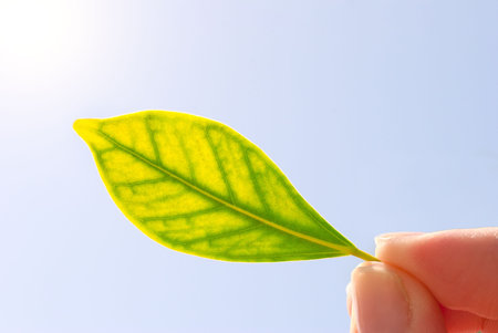 fresh green leaf in hand against the sky