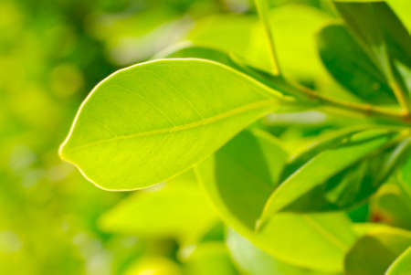  rich foliage. macro shot, shallow dof.
の写真素材