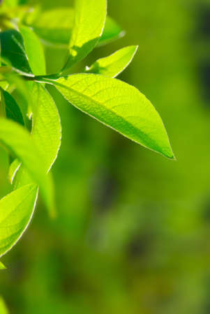 closeup picture of rich foliageの写真素材