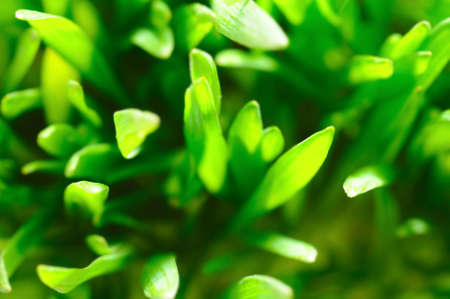 rich grassの写真素材