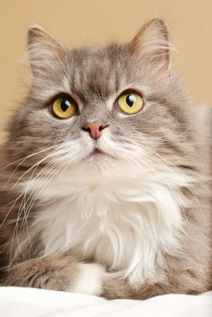 persian cat on bedの写真素材