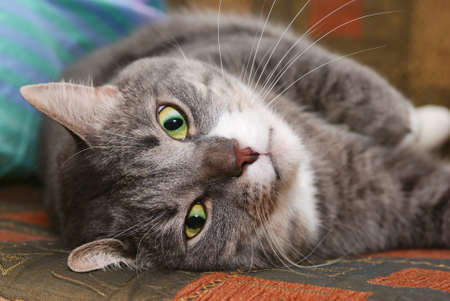 cat on sofaの写真素材