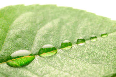 water drops on a leaf の写真素材