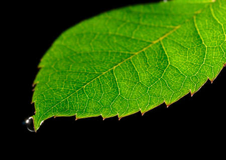 dew drop on green leaf isolated on blackの写真素材