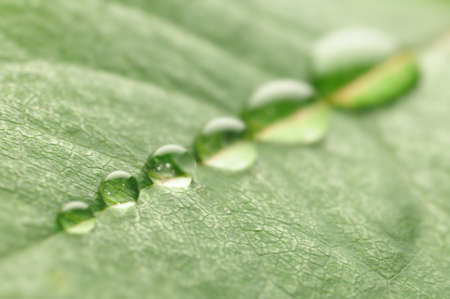 water drops on a leaf の写真素材