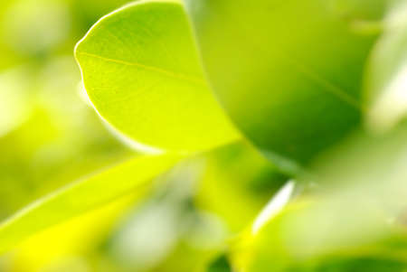 closeup picture of rich foliage の写真素材
