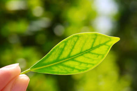 fresh green leaf in handの写真素材