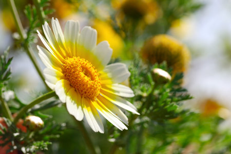chamomile