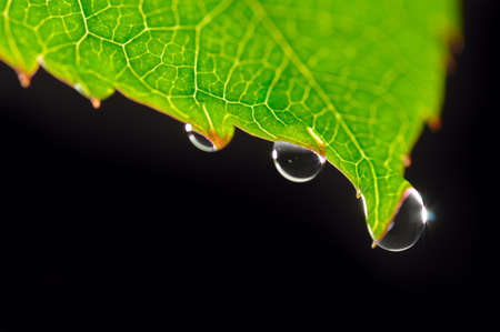 dew drops on green leaf isolated on black の写真素材