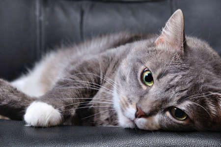 big cat is lying on chairの写真素材