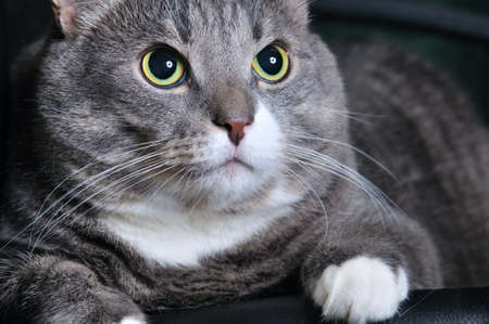 closeup of a big cat looking upwardsの写真素材