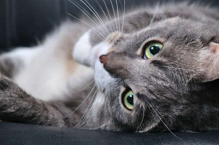 big cat is lying on a chair の写真素材