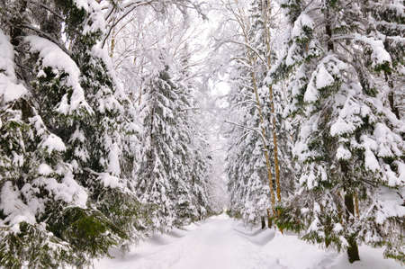 winter park, Pavlovsk, Saint-Petersburg, Russiaの写真素材
