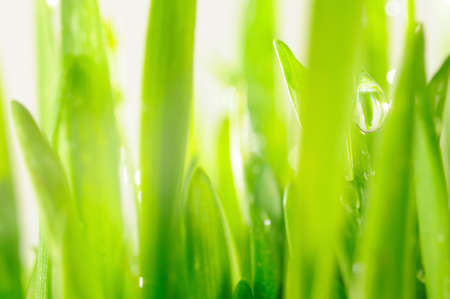 fresh grassの写真素材