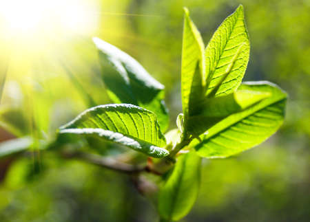 rich tree leaves illuminated by sunの写真素材