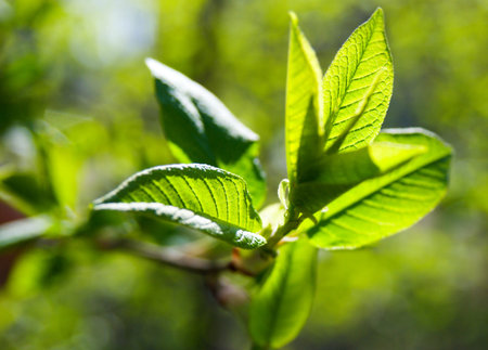 rich tree leaves 