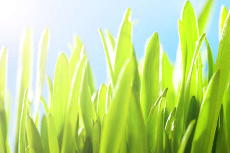 fresh grassの写真素材