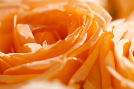 rose macroの写真素材
