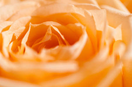 rose macroの写真素材