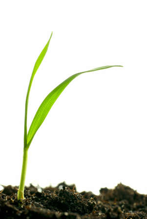 isolated plantsの写真素材