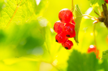 red currantの写真素材