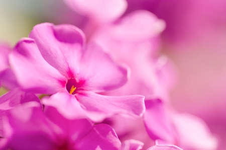 Phlox flowerの写真素材