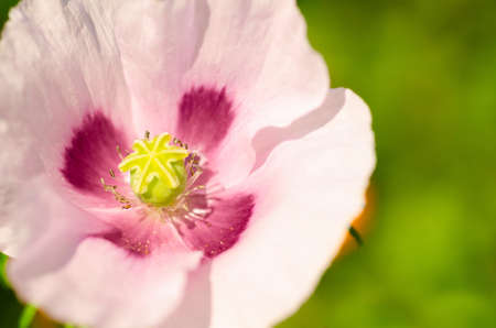 pink flowerの写真素材