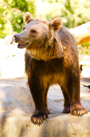 bear