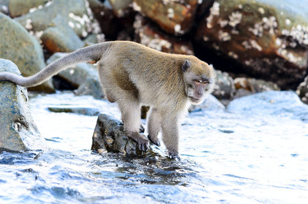Macaca fascicularis