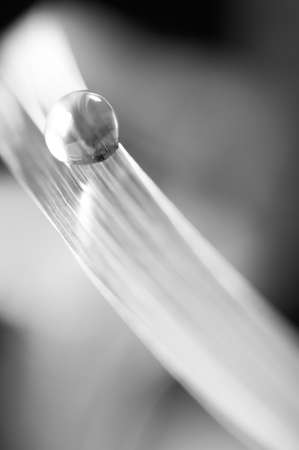 water drop on fresh green grass on blurred backgroundの写真素材
