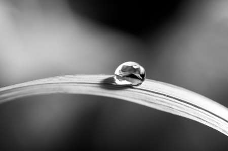 water drop on fresh green grass on blurred backgroundの写真素材
