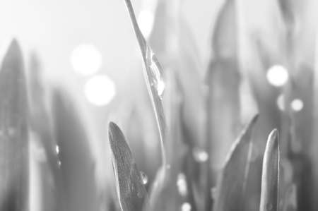 fresh wet grass in sun rays, closeupの写真素材