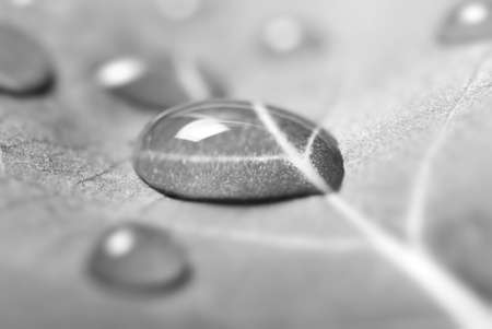 water drops on a leafの写真素材