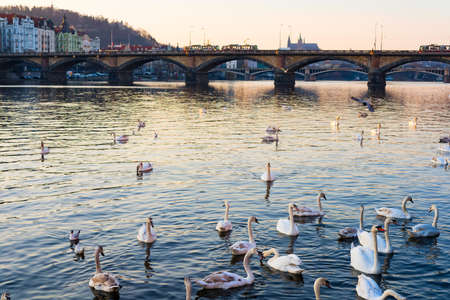 sunset view of swans in Vltava river, Prague old town, Czech Republicの写真素材