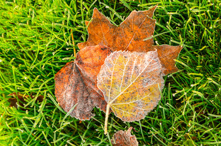 close up view of autumn leaves on grassの写真素材