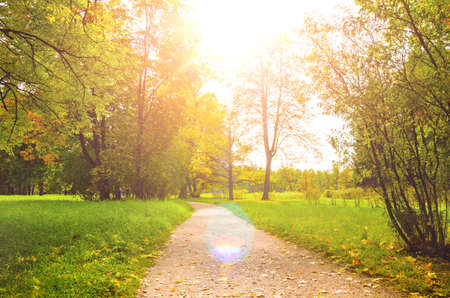 colorful autumn leaves on trees in park at sunsetの写真素材