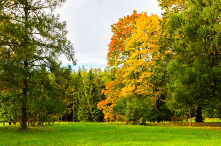 colorful autumn leaves on trees in park at sunsetの写真素材