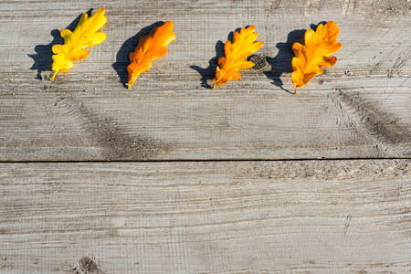 Green, yellow and red autumn leaves on a wooden table.の写真素材