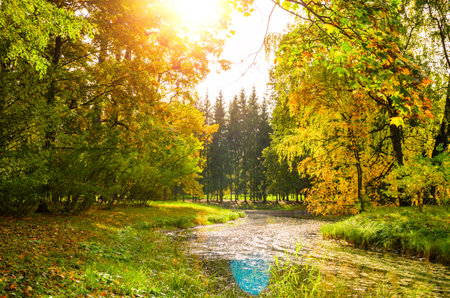 colorful autumn leaves on trees in park at sunsetの写真素材