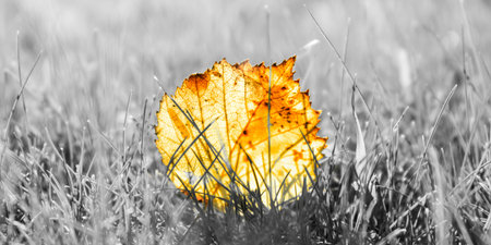 close up view of orange autumn leaves on black and white grassの写真素材