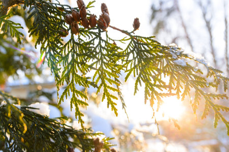 snowy winter christmas tree branch with cones at sunset
