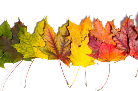 autumn fallen maple leaves isolated on white backgroundの写真素材