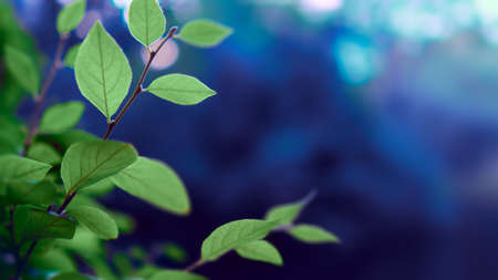 Nature background, fresh foliageの写真素材