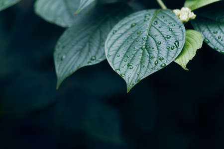 Nature background, fresh foliageの写真素材